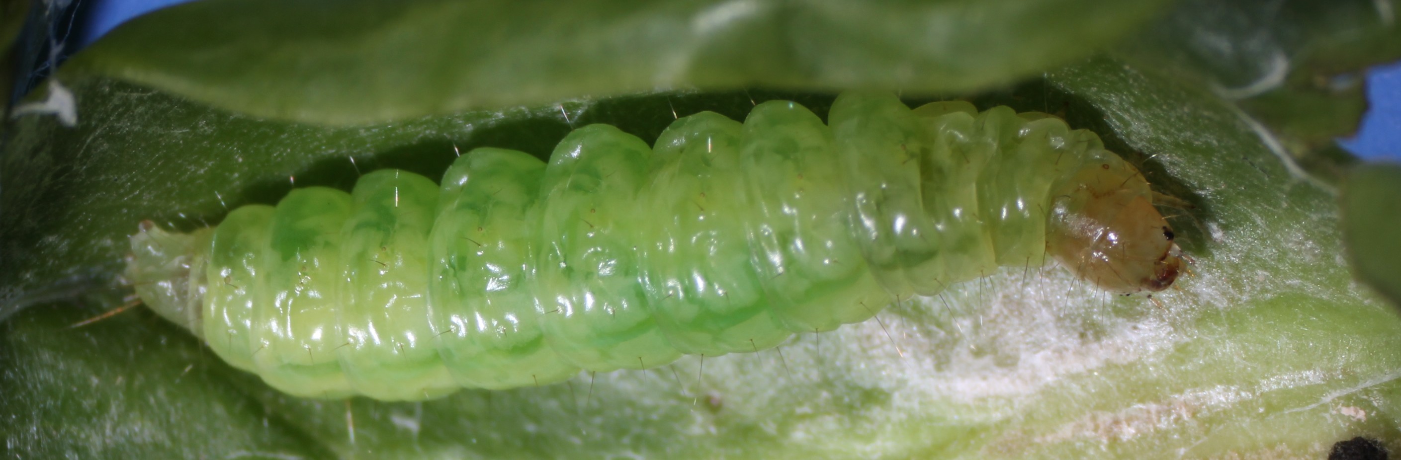 Enrollador de los frutales